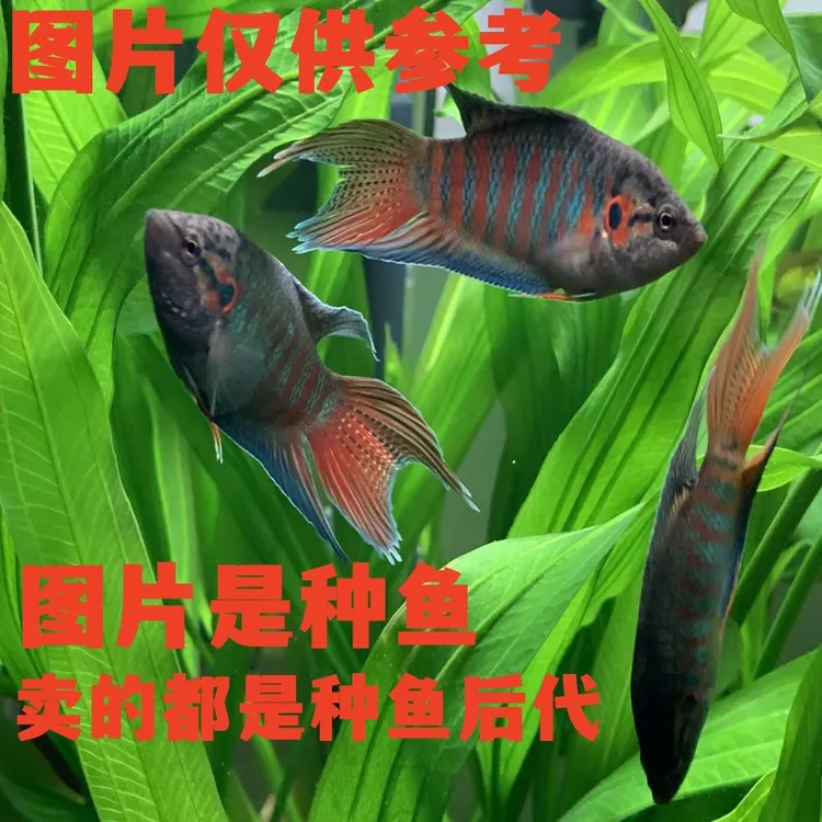 直播间破价卖斗鱼链接