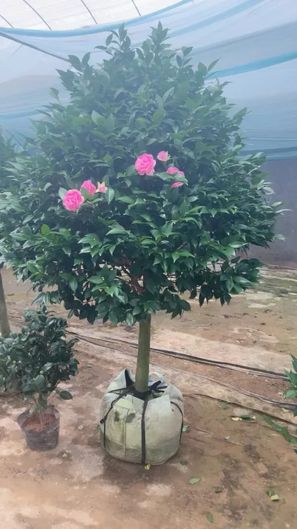 山茶花石楠花香妃老桩带花苞多季开花浓香型耐寒耐热好养花卉绿植