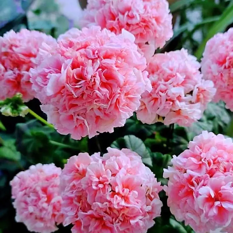 重瓣天竺葵种子四季播种开花室内洋绣球花花种子籽观花盆栽花卉