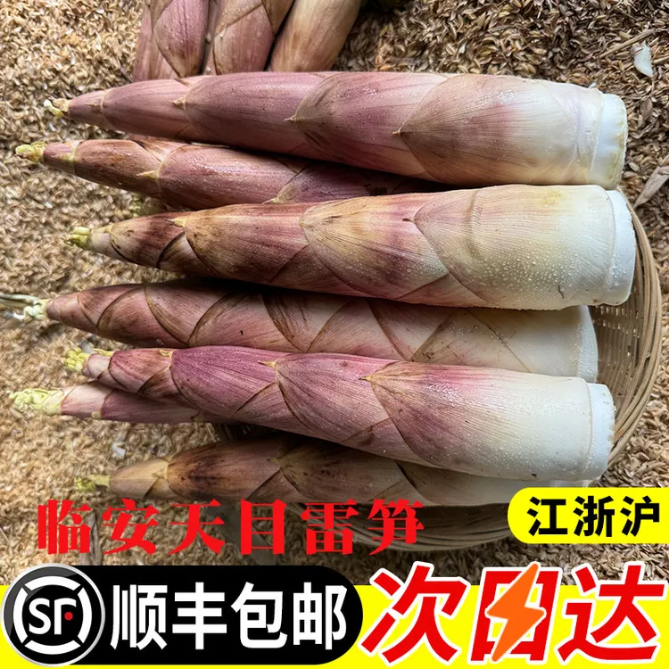 临安天目雷笋新鲜现挖油焖春笋鲜竹笋嫩芽笋高山春笋去老根鲜笋嫩