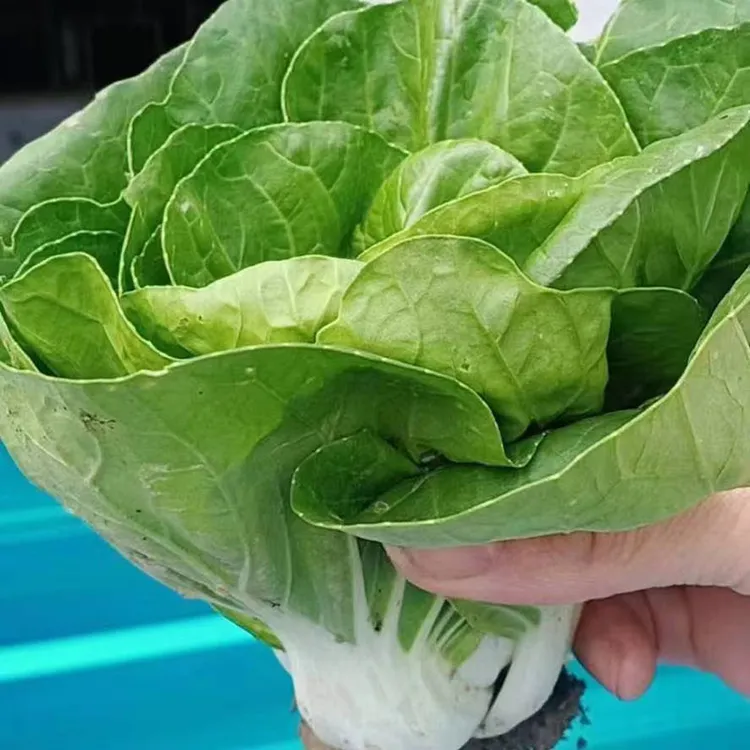 农村露天自种矮脚黄小青菜甜菜奶白菜乡村农产品食品新鲜甜白菜