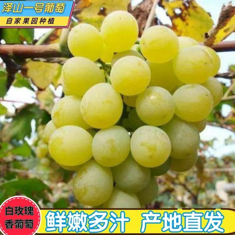 山东大泽山一号白玫瑰香水晶葡萄青葡萄新鲜包甜孕妇水果提子青提