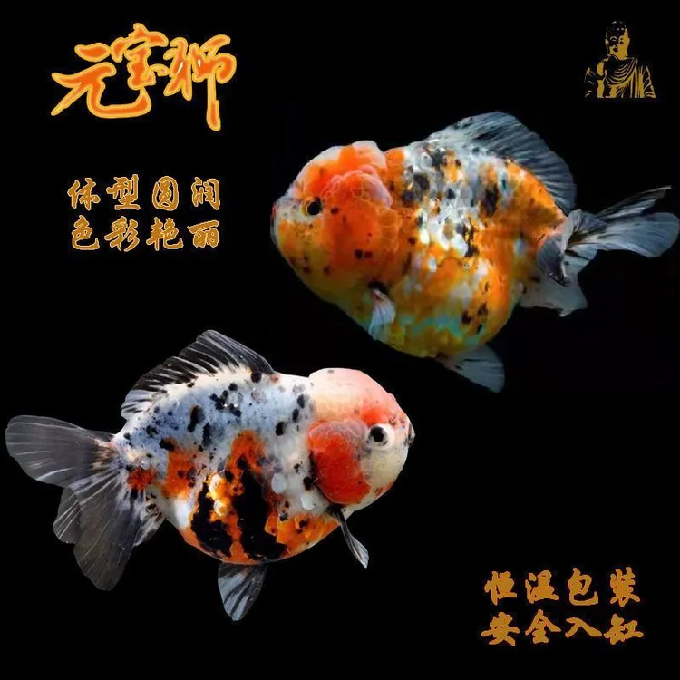 精品樱花元宝狮泰狮五花包邮到家