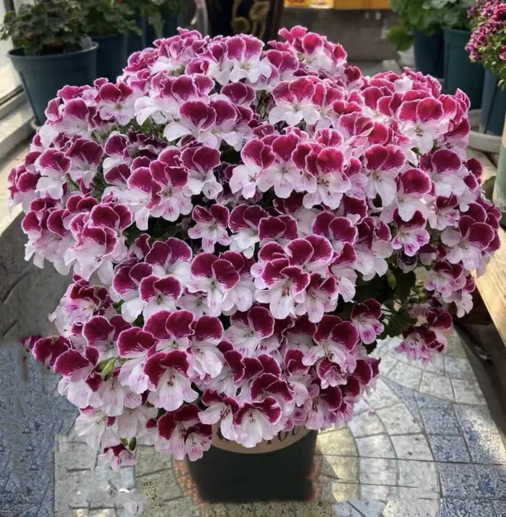 【托克肯迪】小花品种大花天竺葵蝴蝶梅