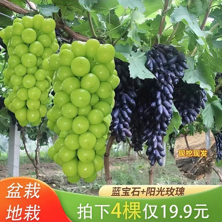 特大脆甜葡萄树苖耐寒优质葡萄苗阳光玫瑰蓝宝石南方北方均可种植