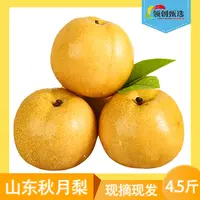 正宗山东秋月梨当季新鲜现摘现发原产地4.5斤装汁水多汁sss