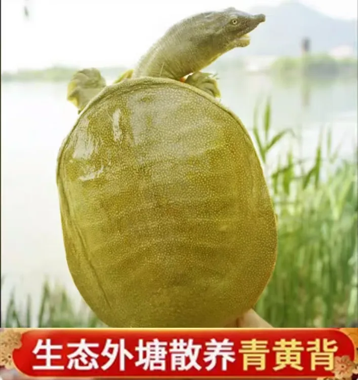 2只加起来共5-12斤）黄油公甲鱼一青背或青黄背一黄底一稻田外塘