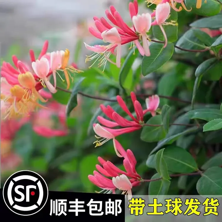 金银花京九红树苗盆栽爬藤植物阳台庭院浓香攀援花卉四季