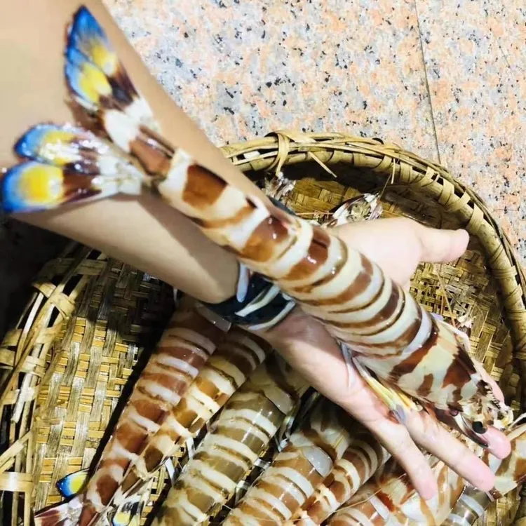 广东惠来海捕野生花虾斑节虾九节虾竹节虾超大个头巴掌大虾海鱼