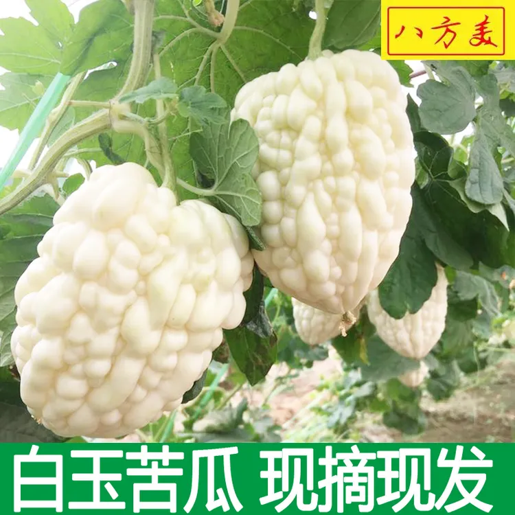 苹果苦瓜山东白玉苦瓜现摘新鲜苦瓜农家自种可生吃苦味蔬菜1斤