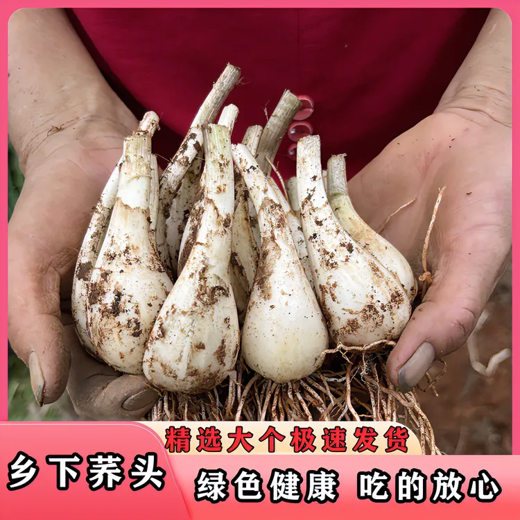 乡下老人自种荞头现挖新鲜大个芥头泡菜酸辣藠头当季腌制茭头