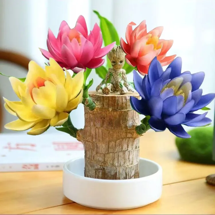 【可开花】巴西木水养格鲁特净化空气水培幸运室内花卉四季盆栽绿植