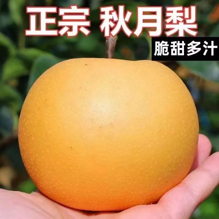 正宗秋月梨5斤 7-9个果 秋月梨果肉会有木质化圆点 介意勿拍