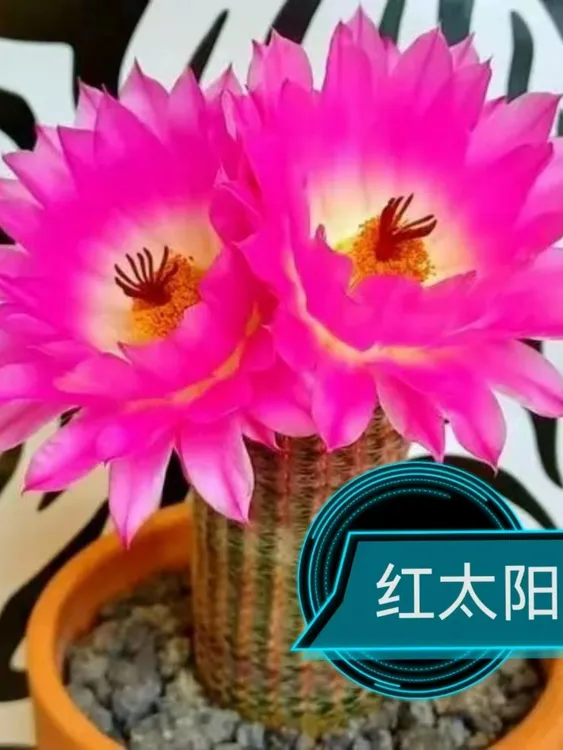 小红太阳3-4厘米多肉仙人球系列