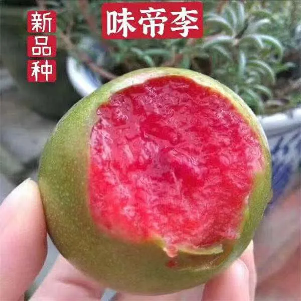 3年苗买一送一大青皮红心李子树苗嫁接味帝李子树苗南北方种植