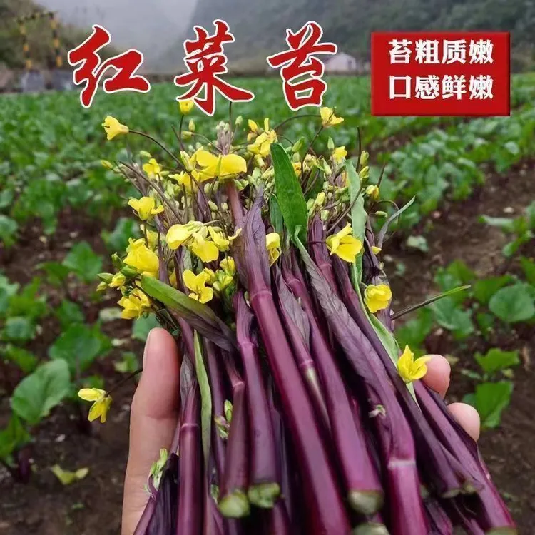 红菜苔秋冬种植盆栽地栽阳台庭院种植