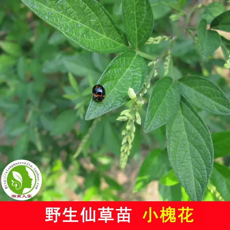 大山饿蚂蝗苗疳积草小槐花粘衣草黏人草山蚂蝗叶草豆科中药材盆栽