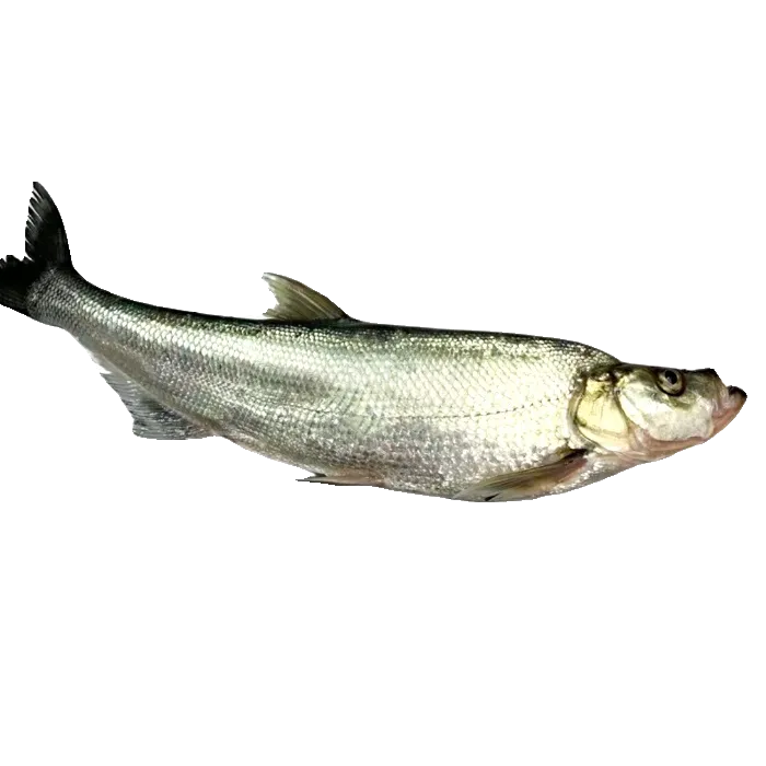 抖音翘嘴鱼米翘安徽大湖翘嘴鱼淡水湖鱼白叼鱼新鲜嫩顺丰快递保鲜