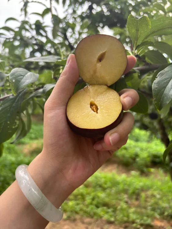 现货现摘黑布林李子孕妇水果批发黄心大个黑霸王酸水果酸野脆爽口