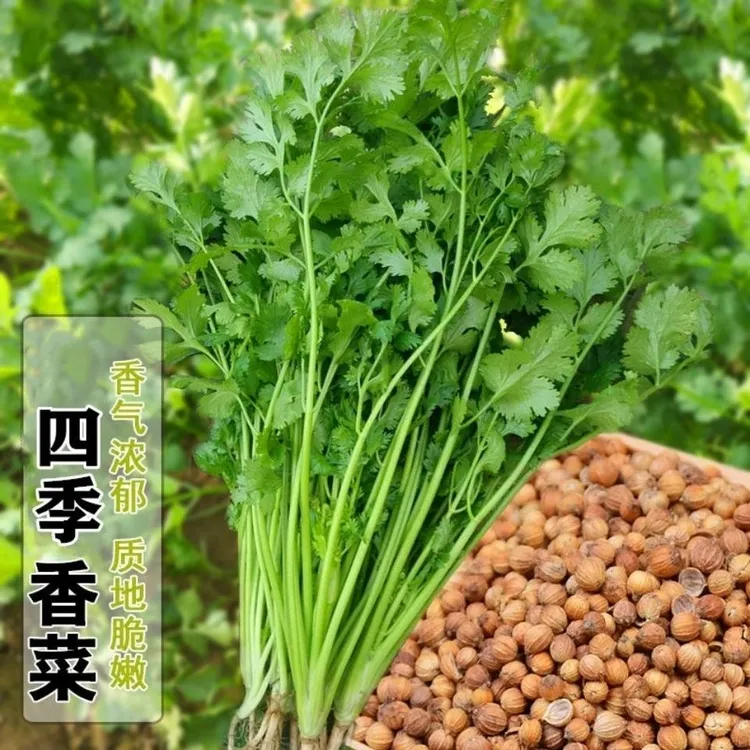 易发芽大叶香菜种子香菜籽耐热四季阳台室内盆栽种籽蔬菜种子大全
