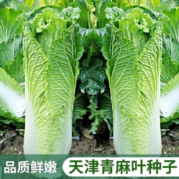 天津青麻叶菜种子绿青口大白菜种籽青麻叶高产秋季菜籽四季蔬菜孑