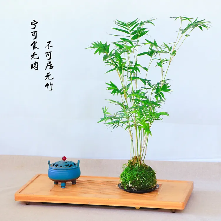 苔藓球米竹红观音竹子水培植物桌面室内客厅绿植盆栽阳台四季常青