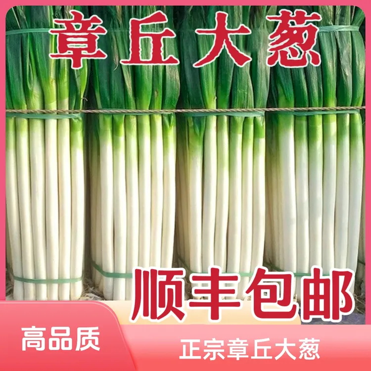 顺丰包邮正宗章丘大葱原产地直发山东大葱新鲜绿色高葱白优质大葱