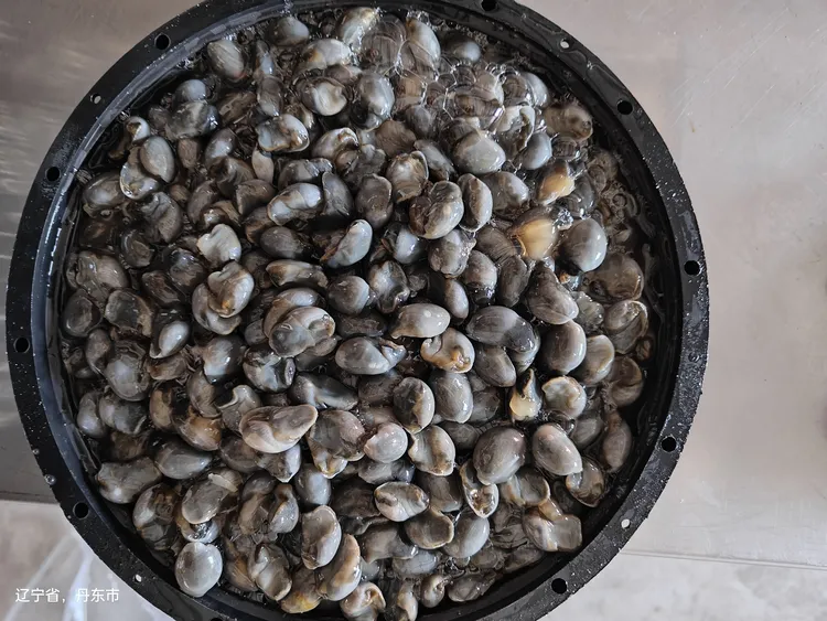 家用咸泥螺DIY泡水非即食