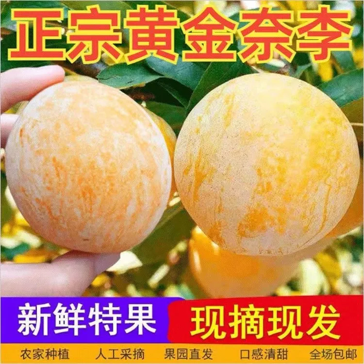 【果园直发】贵州高山原生态黄金奈李新鲜多汁现摘现发香甜爽口四季