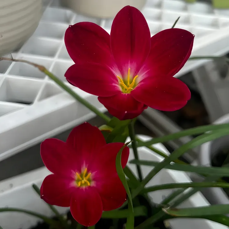 室内四季重瓣风雨兰种球庭院阳台盆栽花卉耐热耐寒植物风雨花盆栽