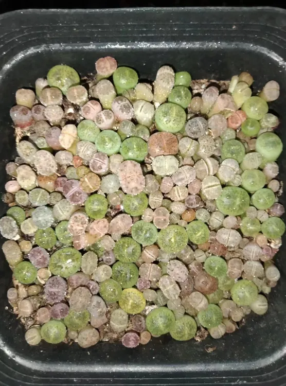 彩色整盆生石花多肉植物新手好养开化室内盆栽种植母本屁屁花肉锥