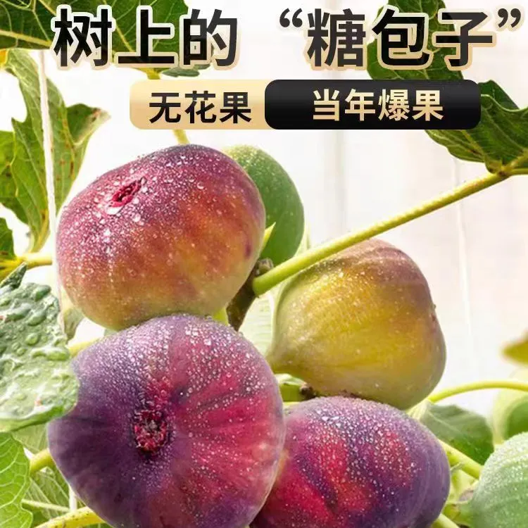 无花果树苗苗大果纯甜盆栽地栽无花果波姬红布兰瑞克芭劳萘青皮