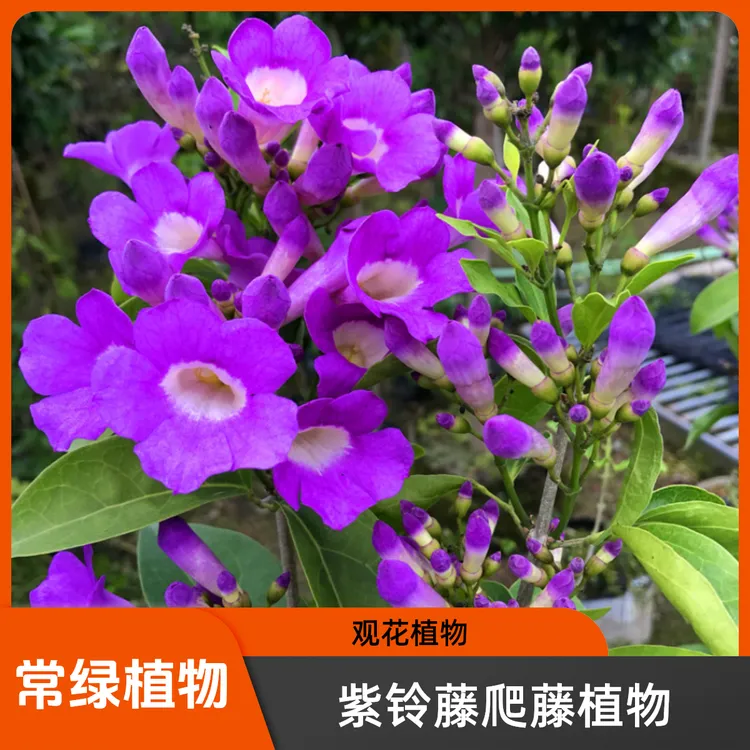 宏钦盛紫铃花爬藤植物蒜香藤花苗庭院围墙藤本常绿变色开花密集