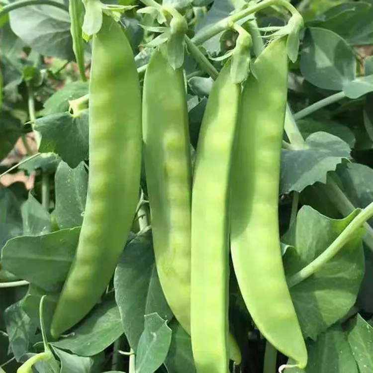 【不搭架双花双荚荷兰豆种子】吃荚菜豌豆高产耐寒秋冬蔬菜种子早熟商品图