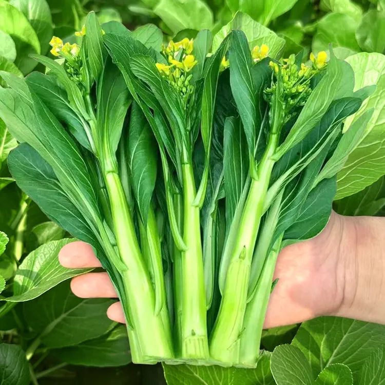 四九菜心种子四季速生广东甜菜心菜苔籽种耐热耐高温种子阳台盆栽