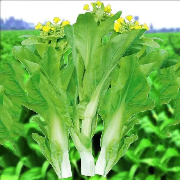 【白菜苔种子】高产早熟耐寒菜台种子耐热菜苔籽多次采收菜心种子商品图