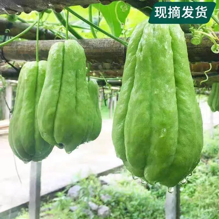 【商家自卖】贵州新鲜菜佛手瓜洋丝瓜窝瓜蔬菜福寿瓜土耳瓜佛手瓜新鲜当季