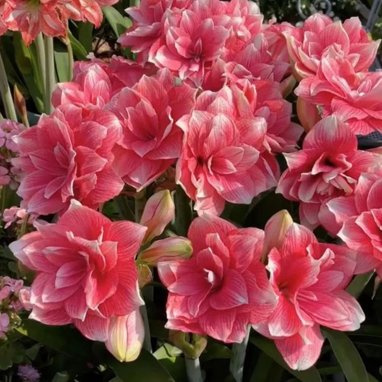 清香型重瓣朱顶红种球庭院阳台盆栽花卉植物四季栽培红色
