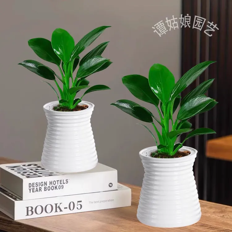 【买一送一】大叶金钻室内空气净化器好养活植物