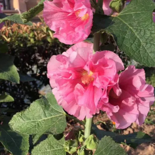 耐寒多年生重瓣蜀葵花种子四季播复瓣一丈红花葵锦葵花海景观花草