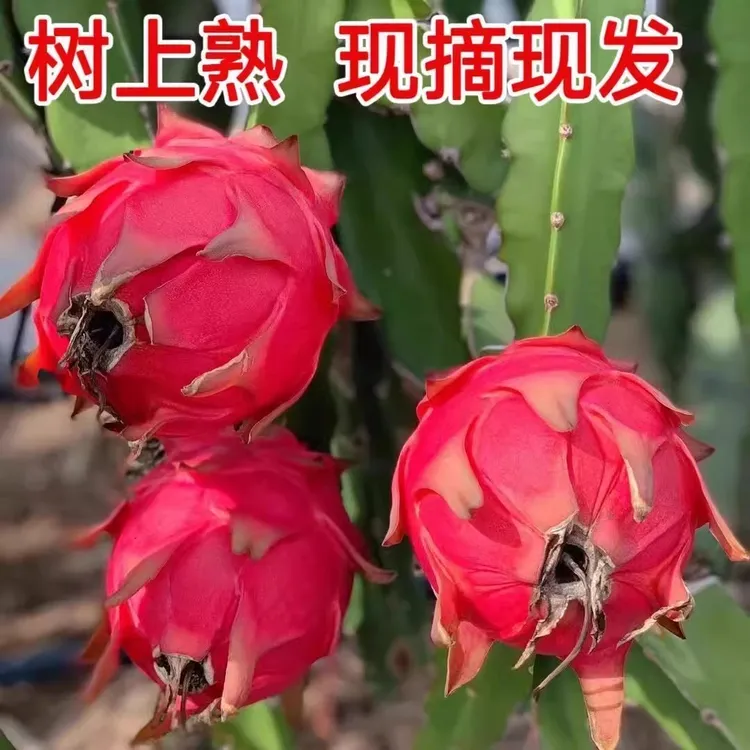 广西当季水果火龙果红心金都一号红心火龙果应季鲜甜水果产地直发