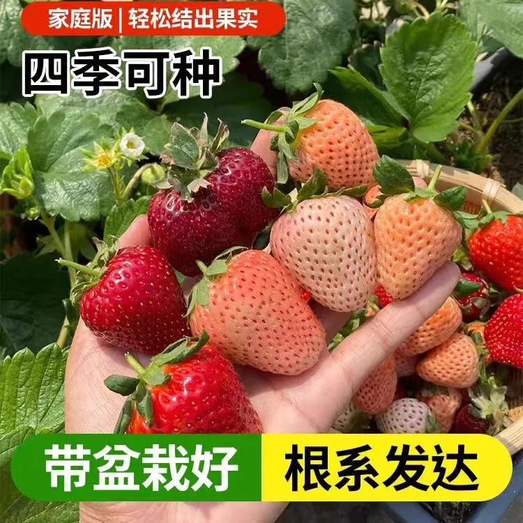 原盆原土草莓苗盆栽地栽阳台庭院室内外植物南北方种植当年结果苗