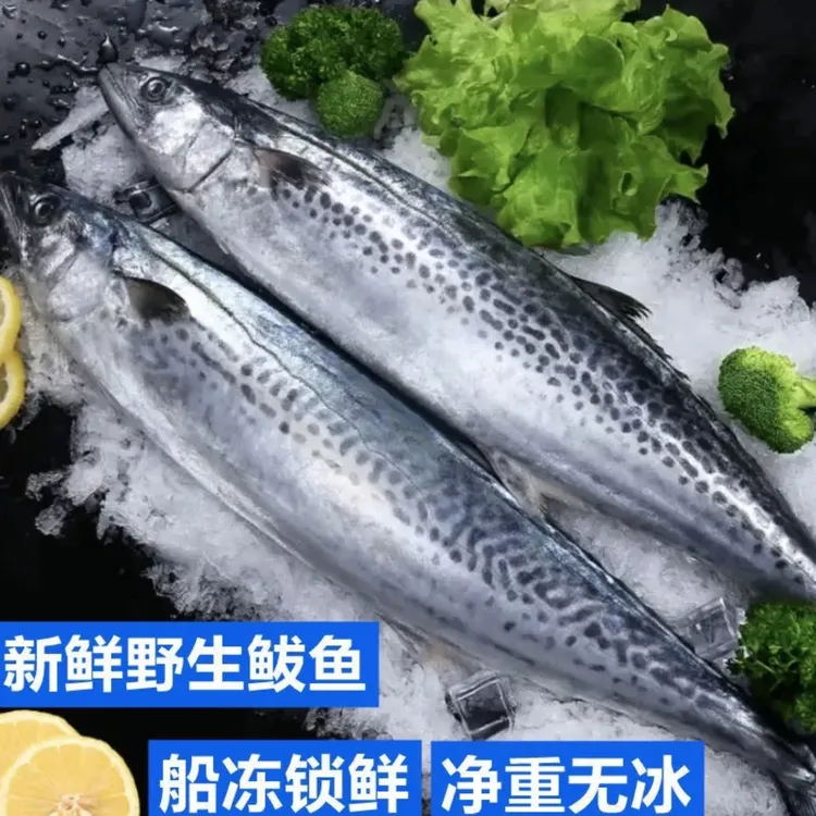 5斤装青岛海产品鲅鱼青岛原产地蓝点马鲛鱼深海鲜嫩鲜嫩新鲜特大