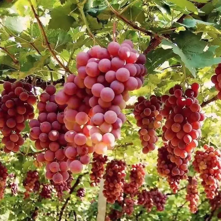 [红蜜王树葡萄] 盆栽地栽葡萄苗抗严寒 耐高温