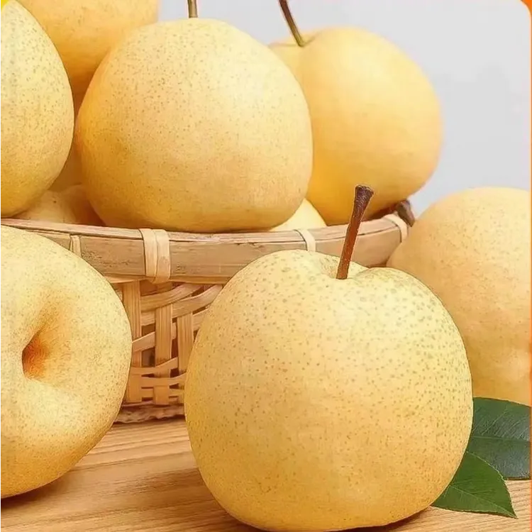 山西贡梨酥梨当季新鲜皮薄肉厚酥脆无渣颗颗爆汁产地直供6-9个