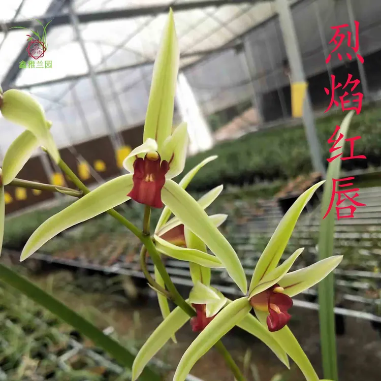 鑫雅花卉寒兰初恋烈焰红唇兰花带花老种浓香型素花红舌名贵盆栽