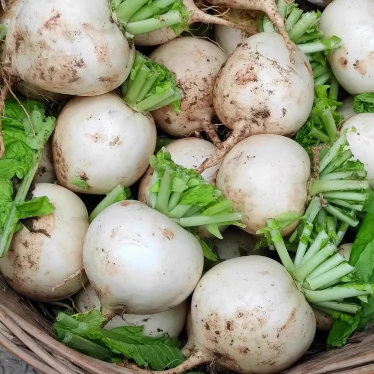 四川现拔新鲜白萝卜农家自种蔬菜当季春不老萝卜泡菜圆白萝卜去泥