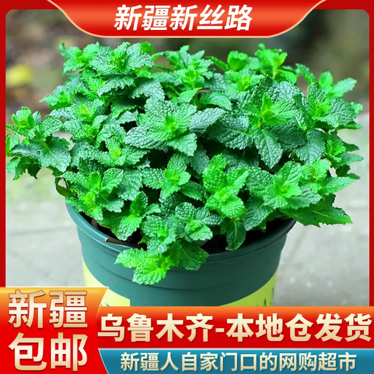 【新疆包邮】留兰香薄荷种子可食用泡茶驱蚊好养绿植花肥盆栽种植
