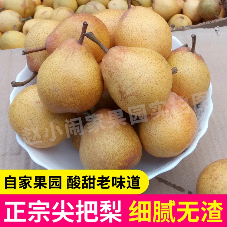 东北正宗尖把梨辽宁特产葫芦歪把梨可做冻梨酸甜软梨小酸梨5斤