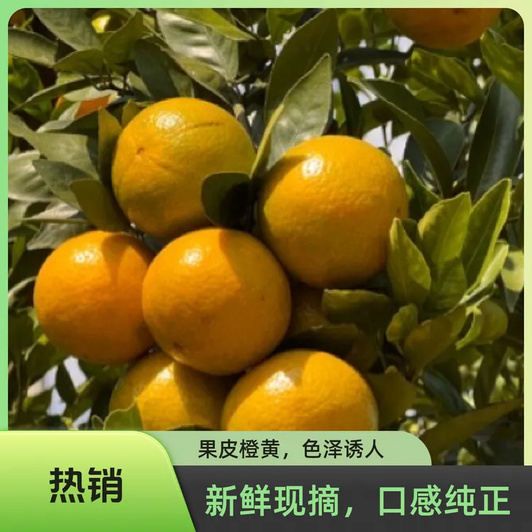 连州富硒皇帝柑2024年新鲜采摘5斤起包邮